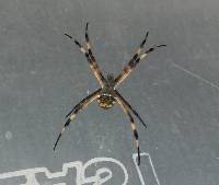 Argiope argentata image