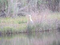 Ardea alba image