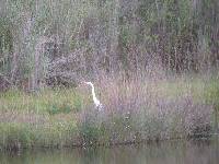 Ardea alba image