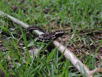 Bothrocophias lojanus image