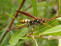 Polistes versicolor image