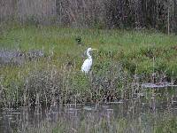 Ardea alba image