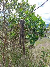 Bothrocophias lojanus image