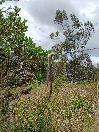 Bothrocophias lojanus image