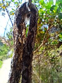 Bothrocophias lojanus image