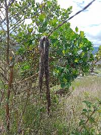 Bothrocophias lojanus image