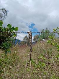 Bothrocophias lojanus image