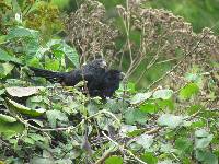 Crotophaga sulcirostris image