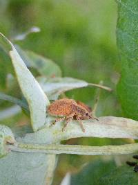 Gonipterus platensis image