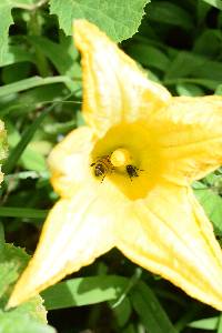 Apis mellifera image