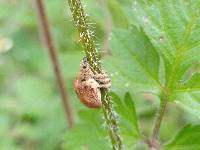 Gonipterus platensis image