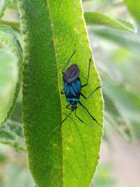 Lampsophorus ecuadoriensis image