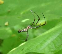 Trichonephila clavipes image