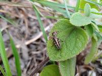 Baeacris punctulata image