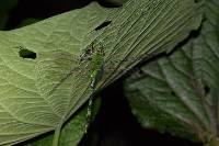 Erythemis vesiculosa image