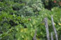 Anartia amathea image