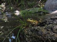 Lithobates bwana image