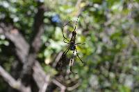 Trichonephila clavipes image