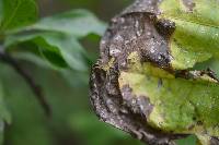 Peucetia rubrolineata image