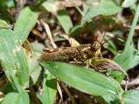 Baeacris punctulata image