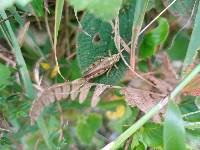 Baeacris punctulata image