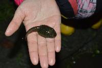 Lithobates bwana image