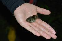 Lithobates bwana image