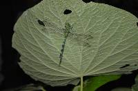 Erythemis vesiculosa image