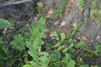 Anartia amathea image