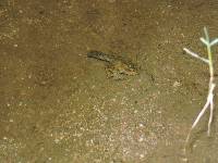 Lithobates bwana image