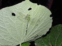 Erythemis vesiculosa image