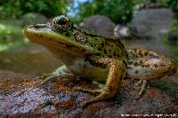 Lithobates bwana image