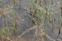 Lithobates catesbeianus image