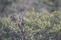 Turdus fuscater image