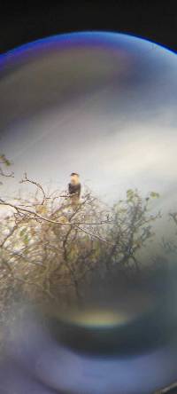 Caracara plancus image