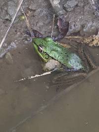 Lithobates bwana image