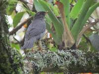 Turdus fuscater image