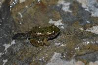 Lithobates bwana image