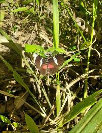 Heliconius himera image