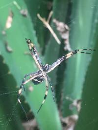 Argiope argentata image