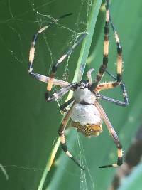 Argiope argentata image