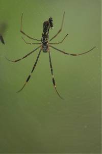 Trichonephila clavipes image