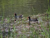 Gallinula chloropus image