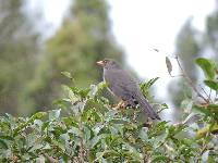 Turdus fuscater image