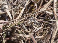 Argiope trifasciata image