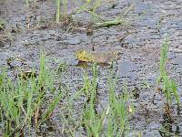 Lithobates catesbeianus image