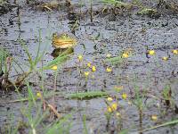 Lithobates catesbeianus image