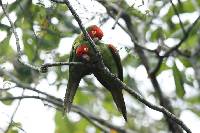 Aratinga erythrogenys image