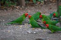 Aratinga erythrogenys image