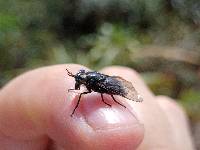 Eristalotabanus violaceus image